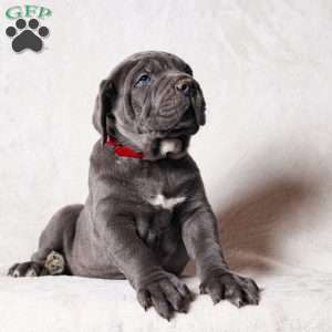 Gommer, Cane Corso Puppy